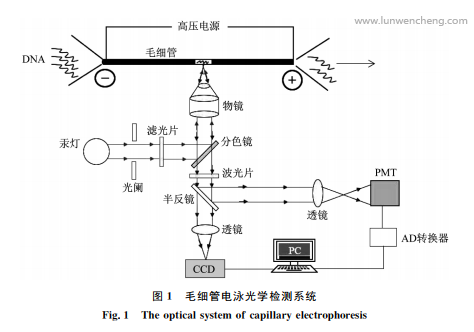 基于自然对流ＰＣＲ与毛细管电泳技术的牙周病原菌检测