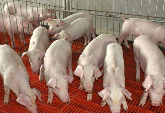 规模化猪场保育猪养殖技术分析