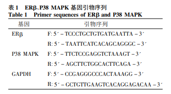 EＲβ对膀胱癌细胞生物活性及MAPK信号通路的影响