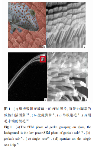 壁虎的动态吸附与壁虎纳米材料仿生学