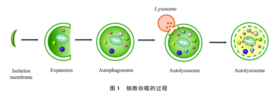 多细胞生物自噬的分子机制和生理功能