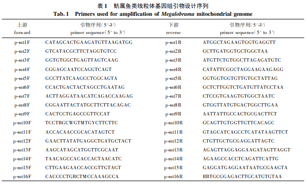 鲂属鱼类线粒体基因组的比较及其系统发育分析