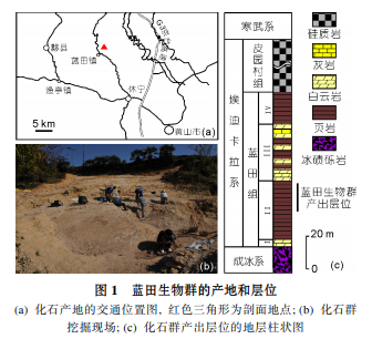 蓝田生物群:一个认识多细胞生物起源和早期演化的新窗口