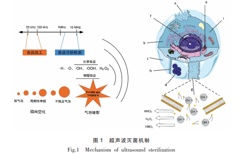 超声波及其辅助灭菌技术在食品微生物安全控制中的应用