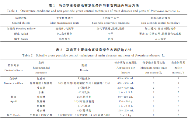 马齿苋嫩苗绿色高效种植技术