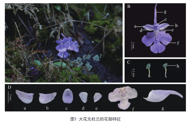 大花无柱兰的花部特征