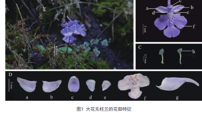 张秀娟团队在《植物生理学报》发表大花无柱兰繁育研究论文