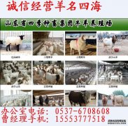 上饶县哪里有·农户卖杜泊绵羊的2014年3月19日