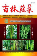 吉林蔬菜范文绿色食品蔬菜栽培