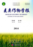 苦荞麦栽培技术如何研究