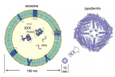 外泌体作为疾病诊断标志物及药物载体的应用前景