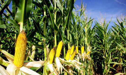 肃宁县玉米种植的气候条件分析