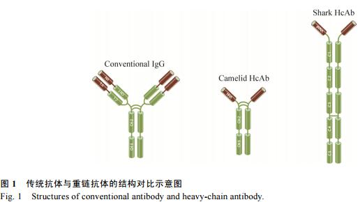 单域抗体的研究和应用进展