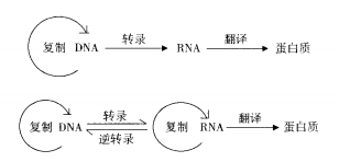 医学生物学遗传信息表达的教学思考