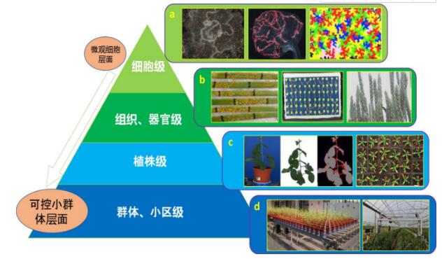 室内植物表型平台及性状鉴定研究进展和展望