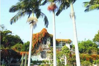 棕榈科植物在园林绿化工程中的应用