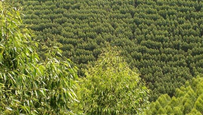 加强营林生产管理 促进林业工程发展