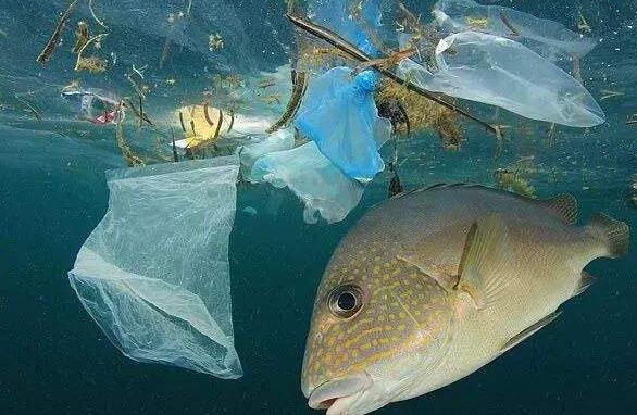 公众参与海洋微塑料污染治理的困境与应对
