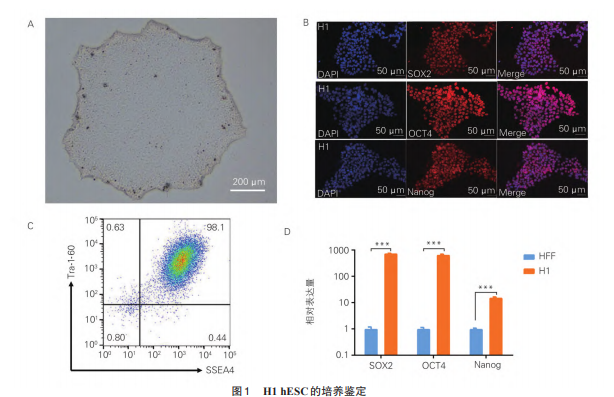 人胚胎干细胞定向诱导分化为红细胞及其生物学特性的研究