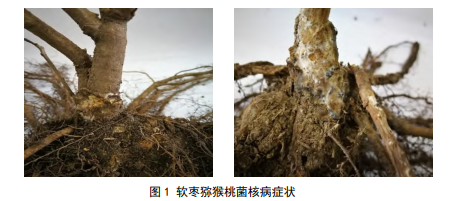 软枣猕猴桃菌核病病菌生物学特性及药剂防治研究