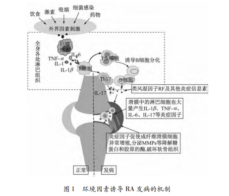 饮食干预在类风湿性关节炎中的作用研究进展