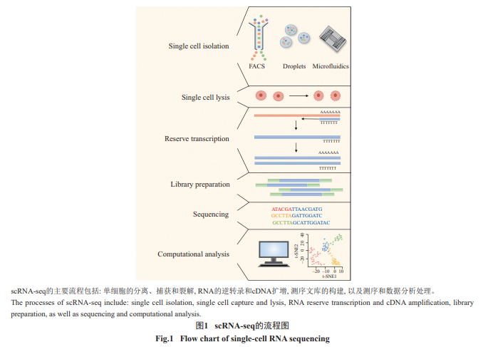 单细胞技术与干细胞疗法在心脏疾病研究中的应用