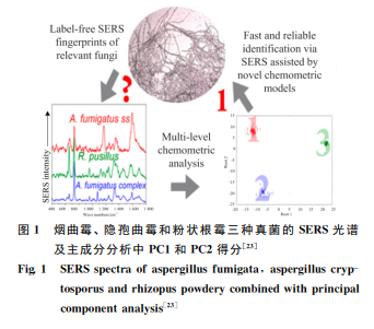 真菌鉴别和检测的SERS光谱技术研究进展